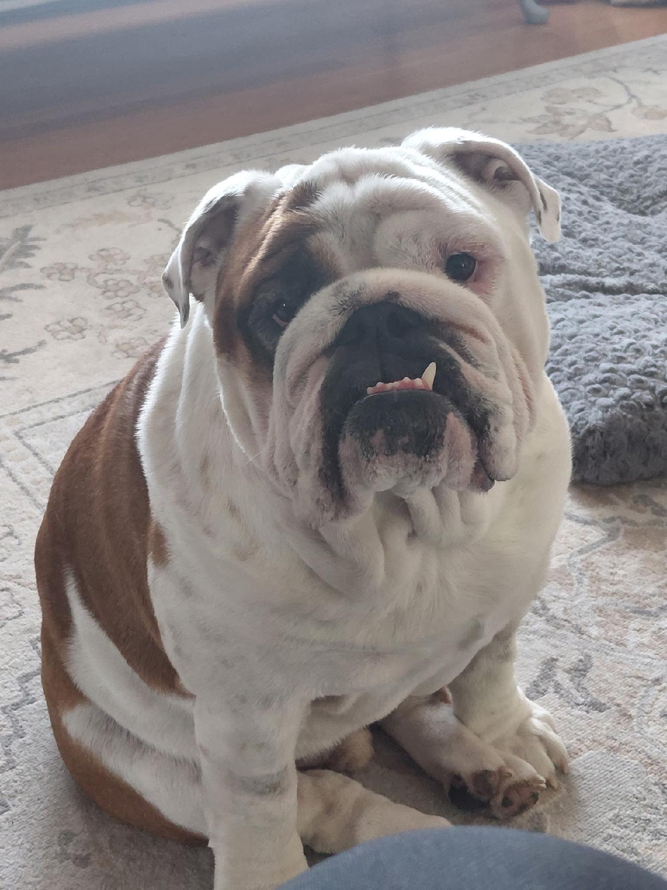 Enlarge Barrett, an adopted English Bulldog in Jarrettsville, MD image 1/6