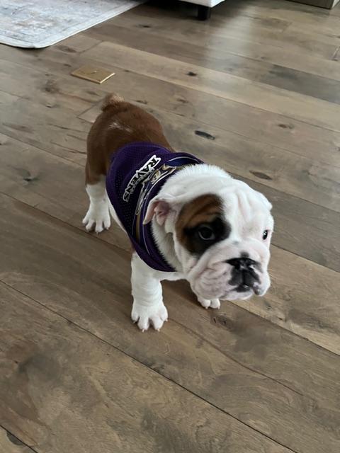 Enlarge Barrett, an adopted English Bulldog in Jarrettsville, MD image 6/6