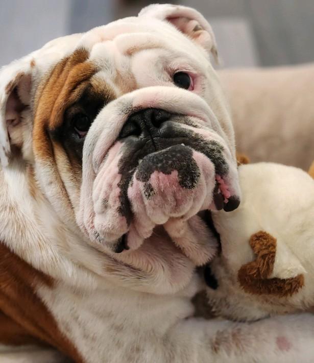 Enlarge Barrett, an adopted English Bulldog in Jarrettsville, MD image 4/6