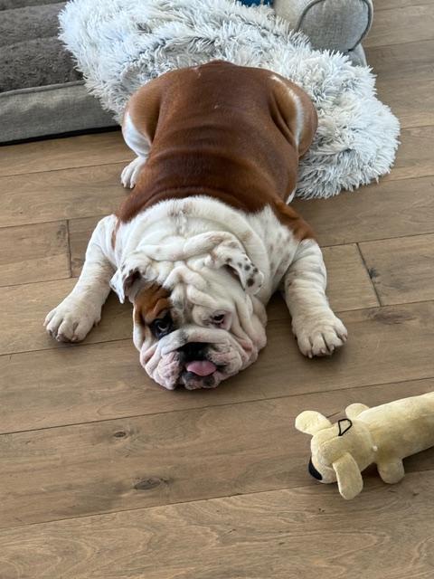 Enlarge Barrett, an adopted English Bulldog in Jarrettsville, MD image 5/6