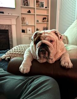 Enlarge Barrett, an adopted English Bulldog in Jarrettsville, MD image 2/6