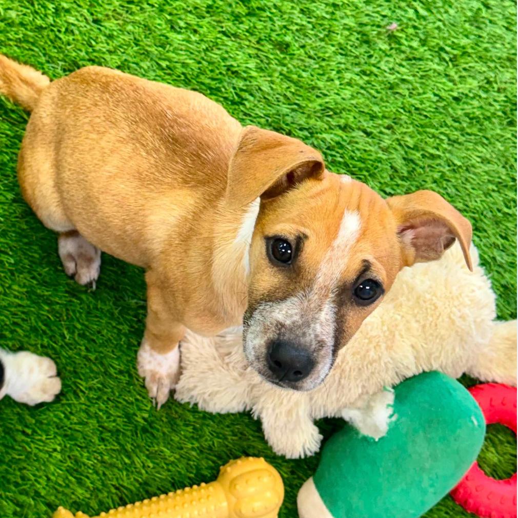 Enlarge Sprinkle, a Adoptable Mixed Breed in Huntsville, AL image 2/2
