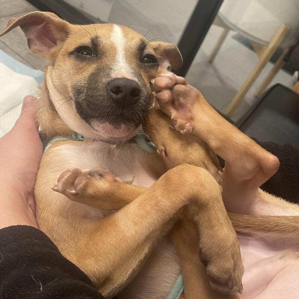 Enlarge Petey, a Adoptable Mixed Breed in San Francisco, CA image 1/4