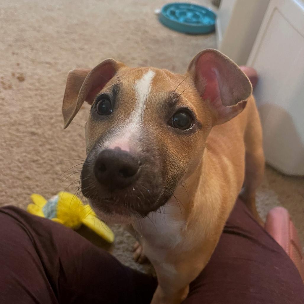 Petey, a Adoptable Mixed Breed in San Francisco, CA image 1/3