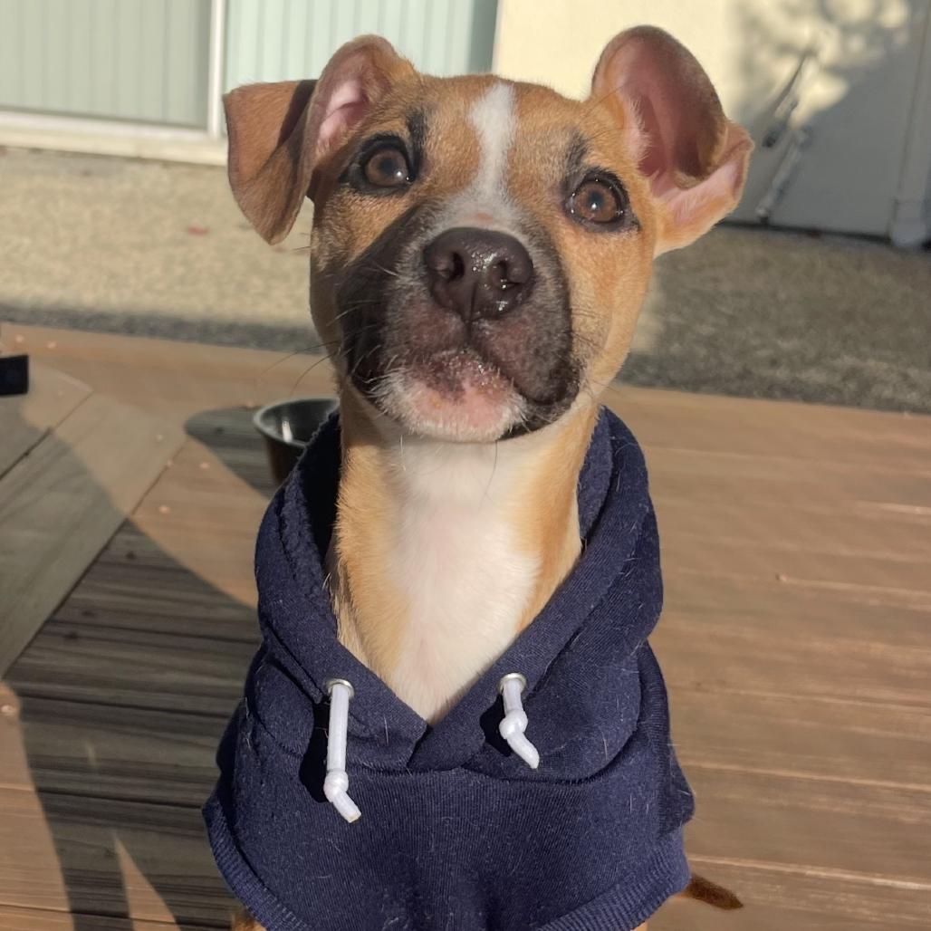 Enlarge Petey, a Adoptable Mixed Breed in San Francisco, CA image 2/4