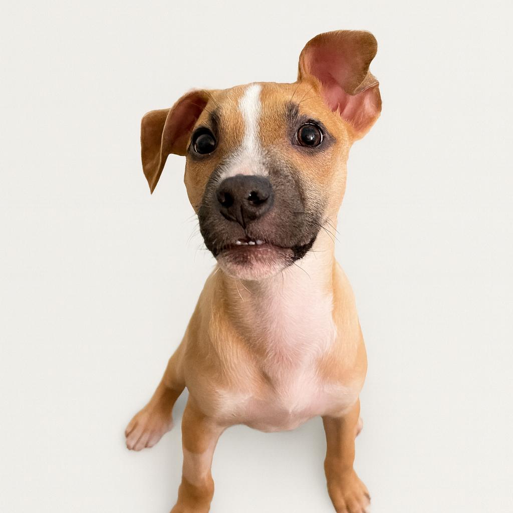 Petey, a Adoptable Mixed Breed in San Francisco, CA image 2/3