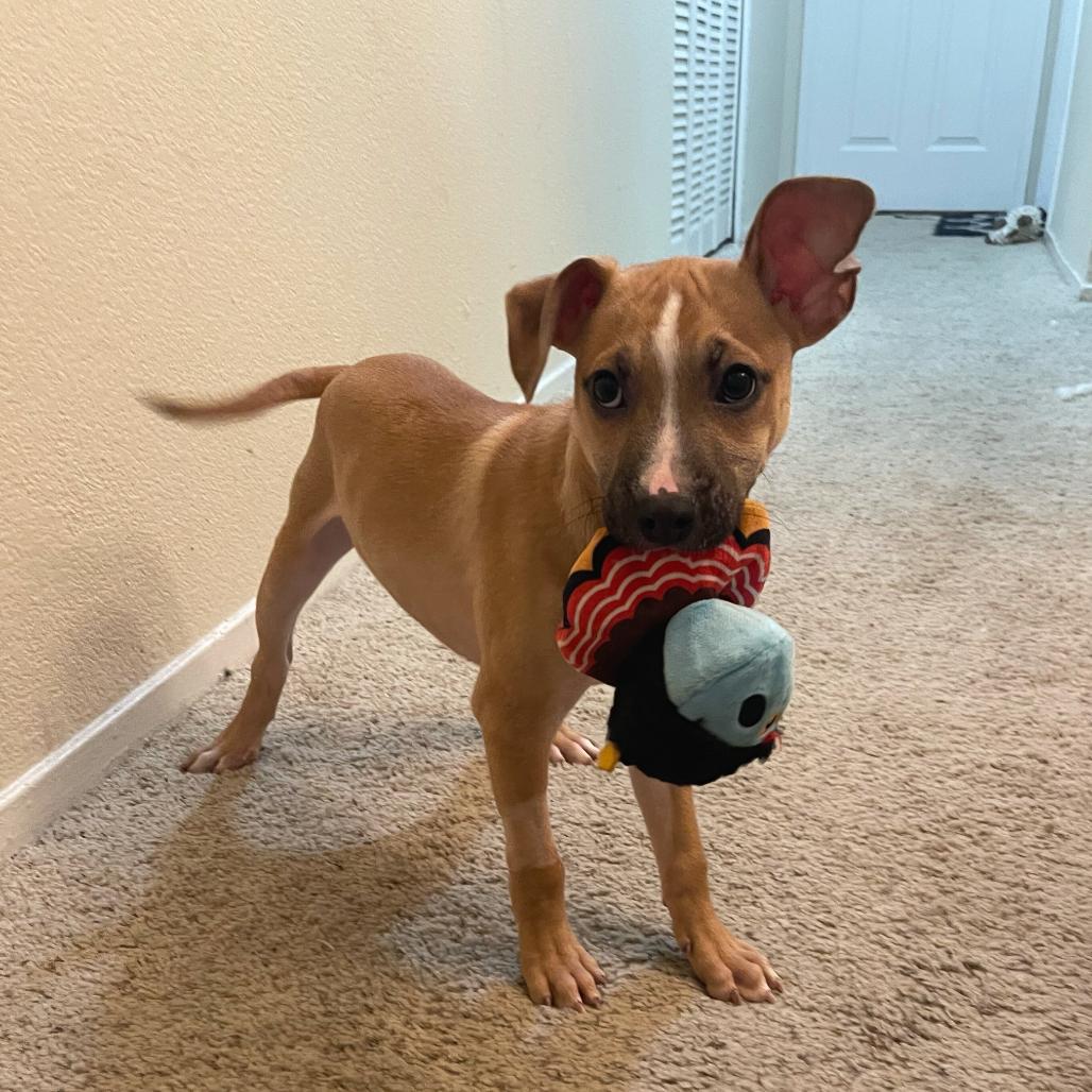 Petey, a Adoptable Mixed Breed in San Francisco, CA image 3/3