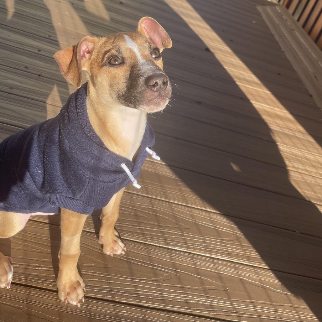 Enlarge Petey, a Adoptable Mixed Breed in San Francisco, CA image 3/4