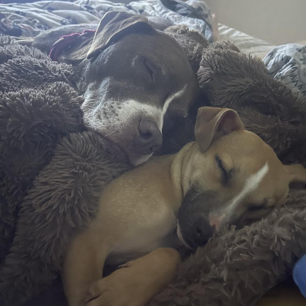 Enlarge Petey, a Adoptable Mixed Breed in San Francisco, CA image 4/4