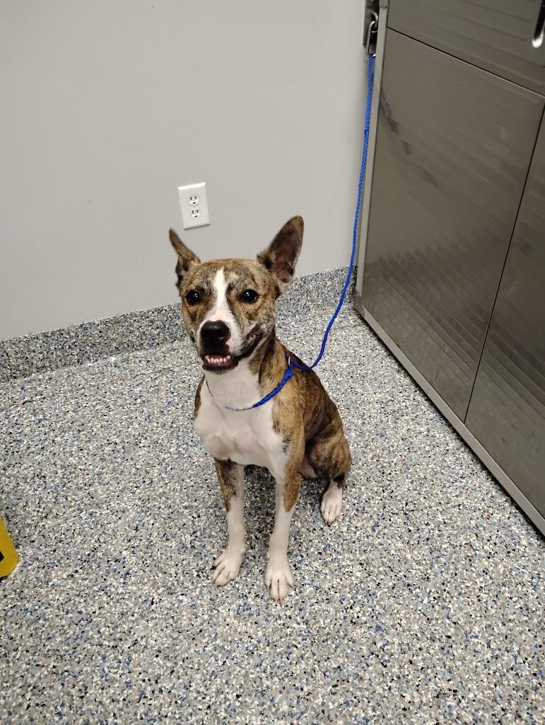 Roger, Adoptable, Adult Male Mixed Breed & Husky.