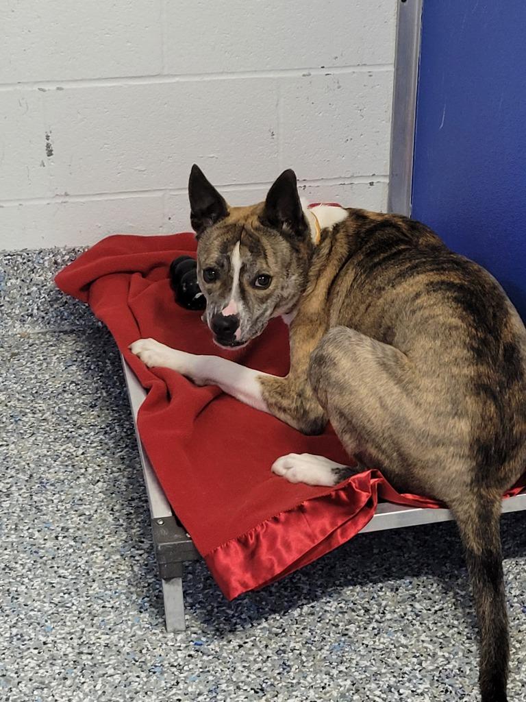 Enlarge Roger, a Adoptable mixed breed in Angola, IN image 2/3