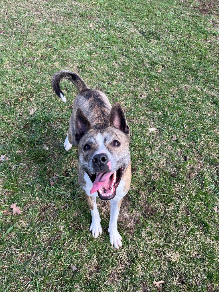 Enlarge Roger, a Adoptable mixed breed in Angola, IN image 3/3
