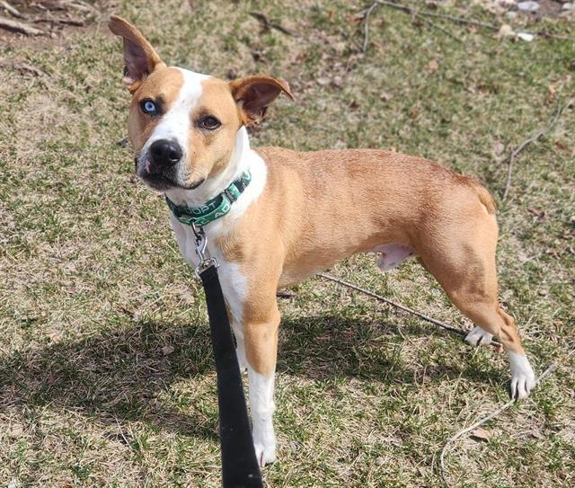 Enlarge BROWNIE, a Adoptable mixed breed in Minneapolis, MN image 1/1