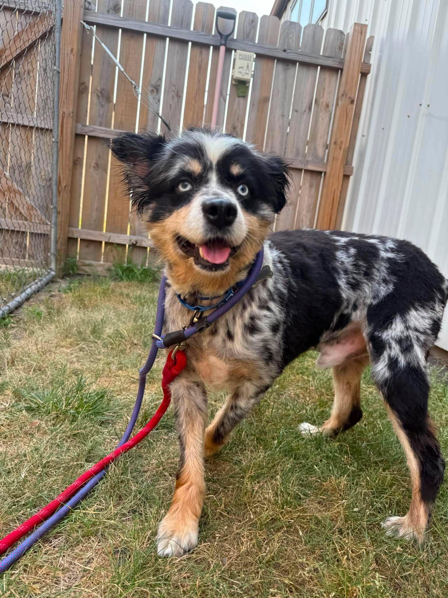 Ransom, Adoptable, Adult Male Australian Shepherd.