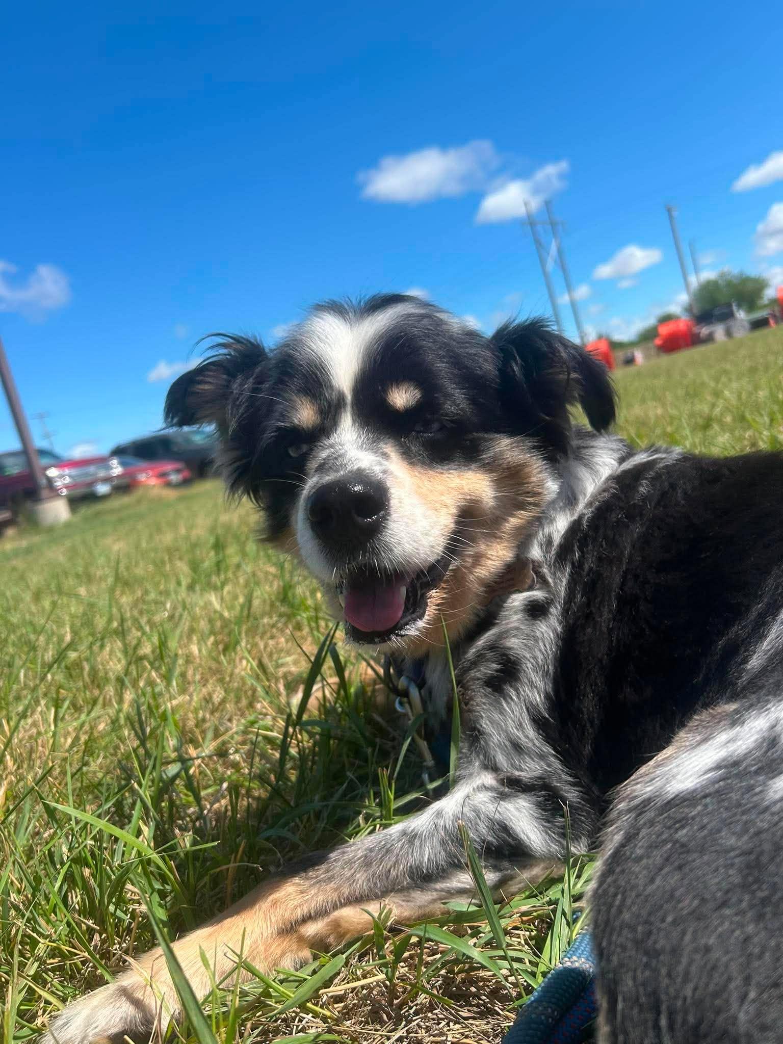 Enlarge Ransom, a Adoptable Australian Shepherd in Grand Forks, ND image 2/2