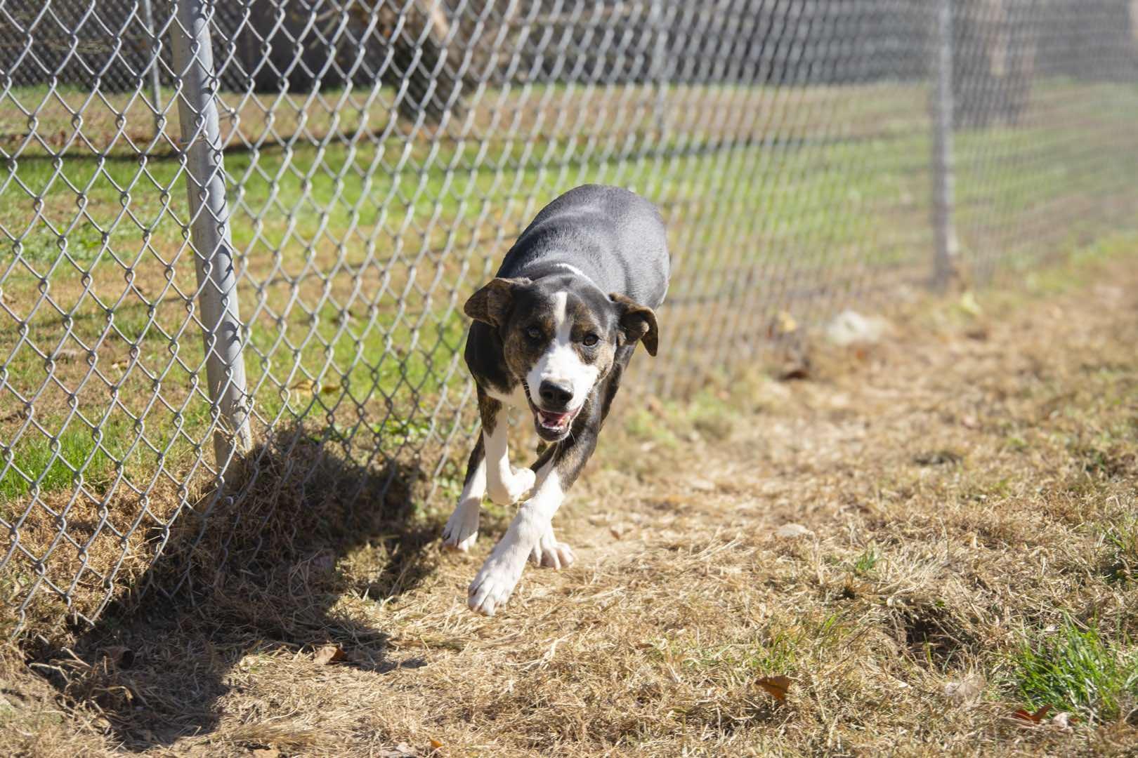 Mallory (Courtesy Post), a Adoptable Mixed Breed in Talbott, TN image 2/4