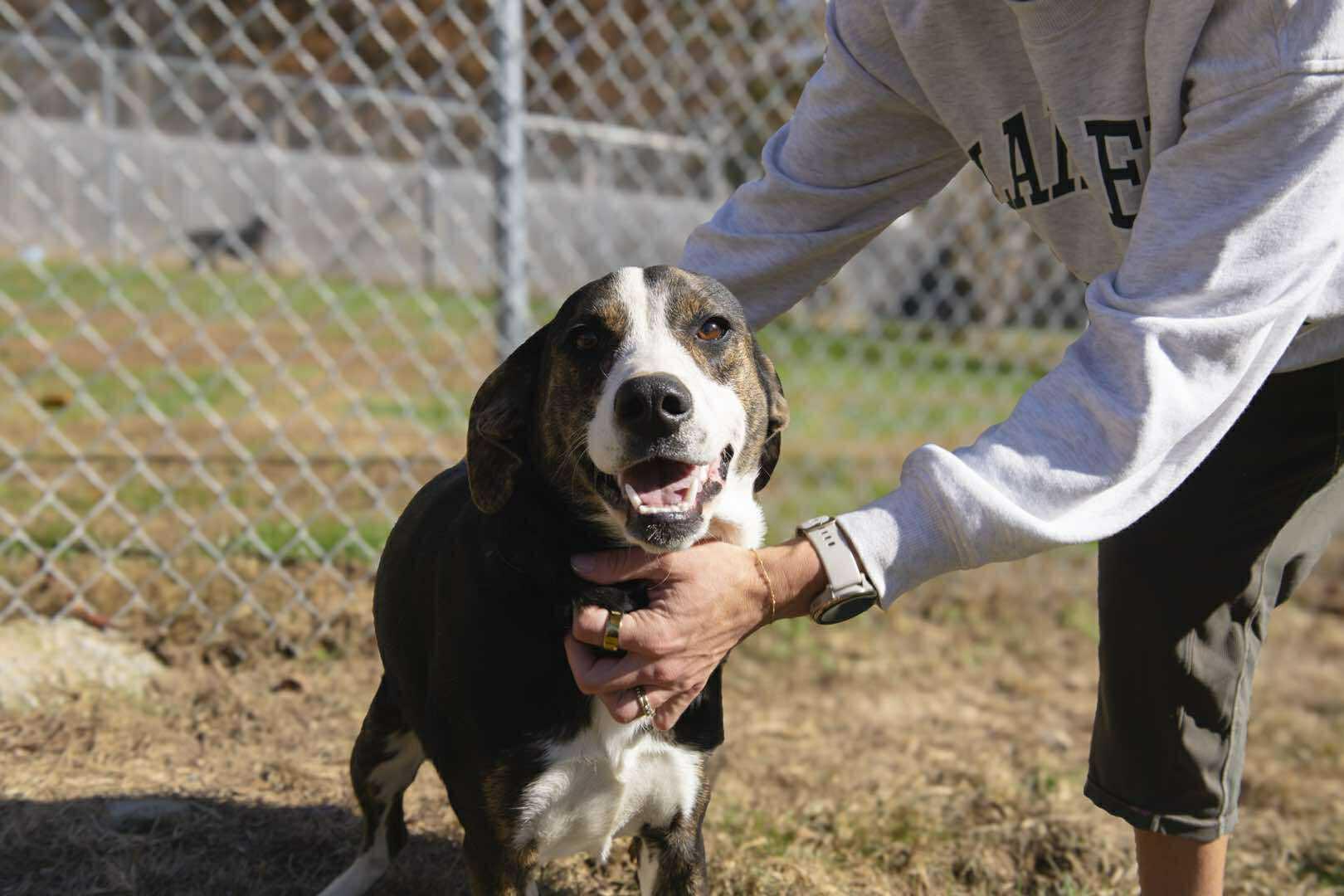 Mallory (Courtesy Post), a Adoptable Mixed Breed in Talbott, TN image 3/4
