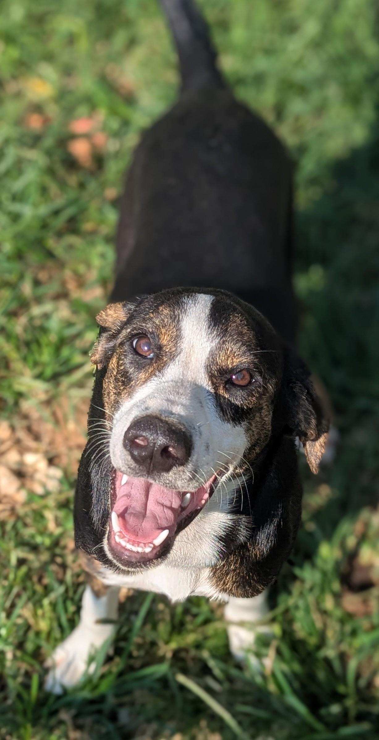 Mallory (Courtesy Post), Adoptable, Young Female Mixed Breed.