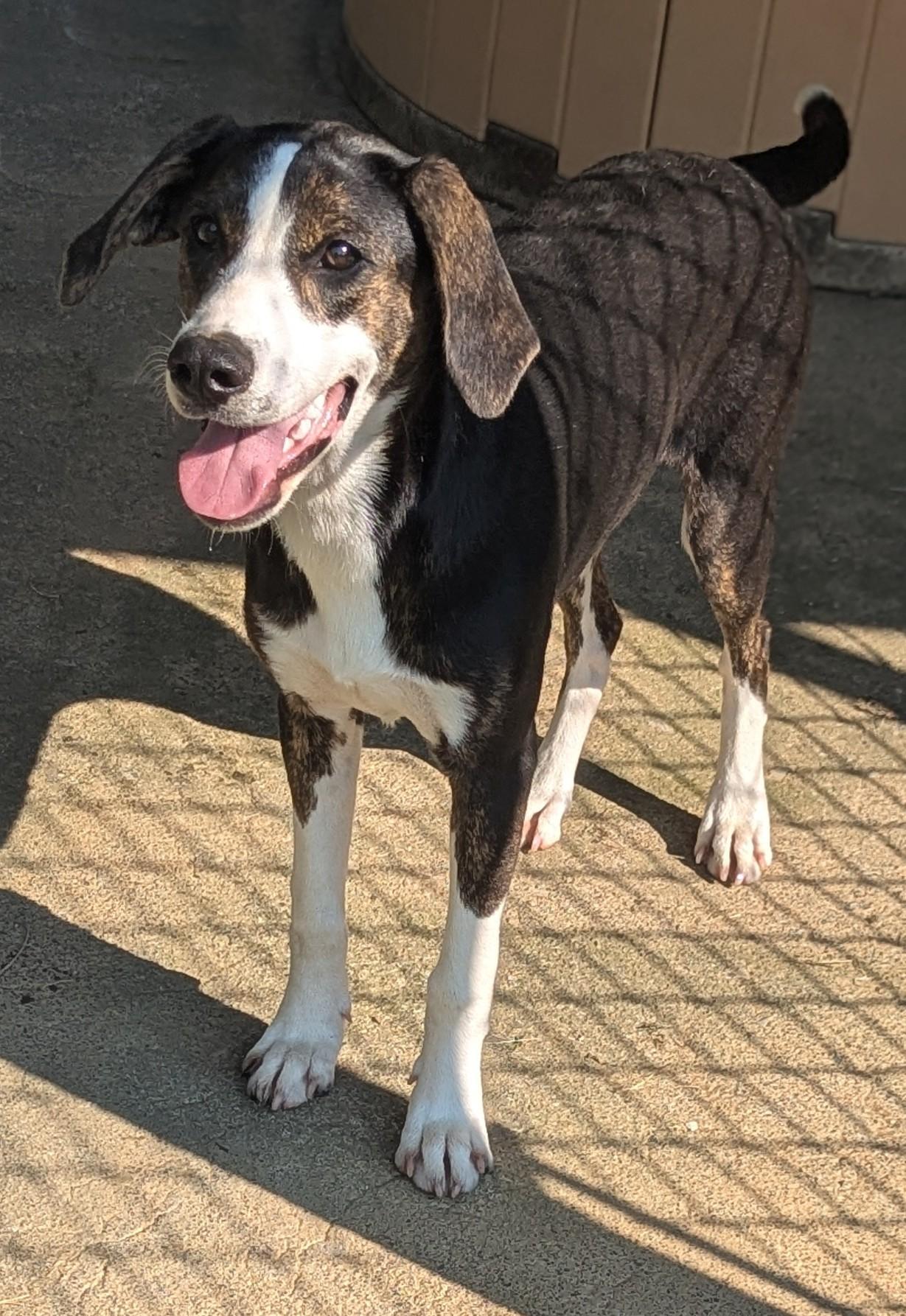Mallory (Courtesy Post), a Adoptable Mixed Breed in Talbott, TN image 4/4