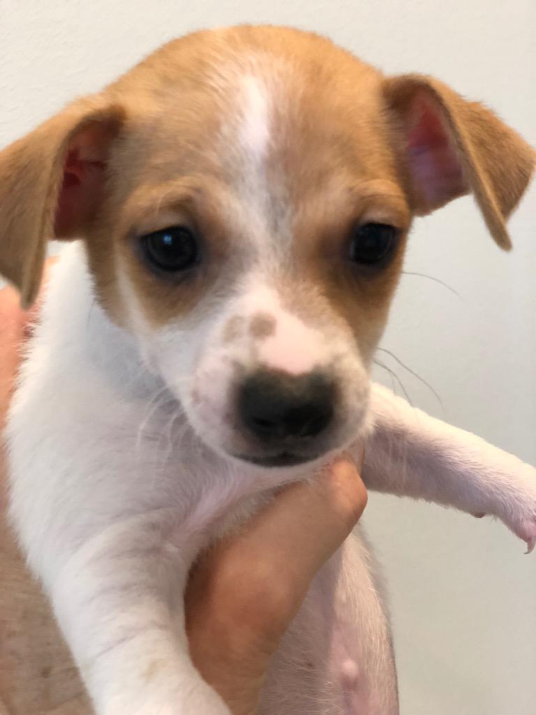 Enlarge Timido, a Adoptable Chihuahua in Cape Coral, FL image 1/1