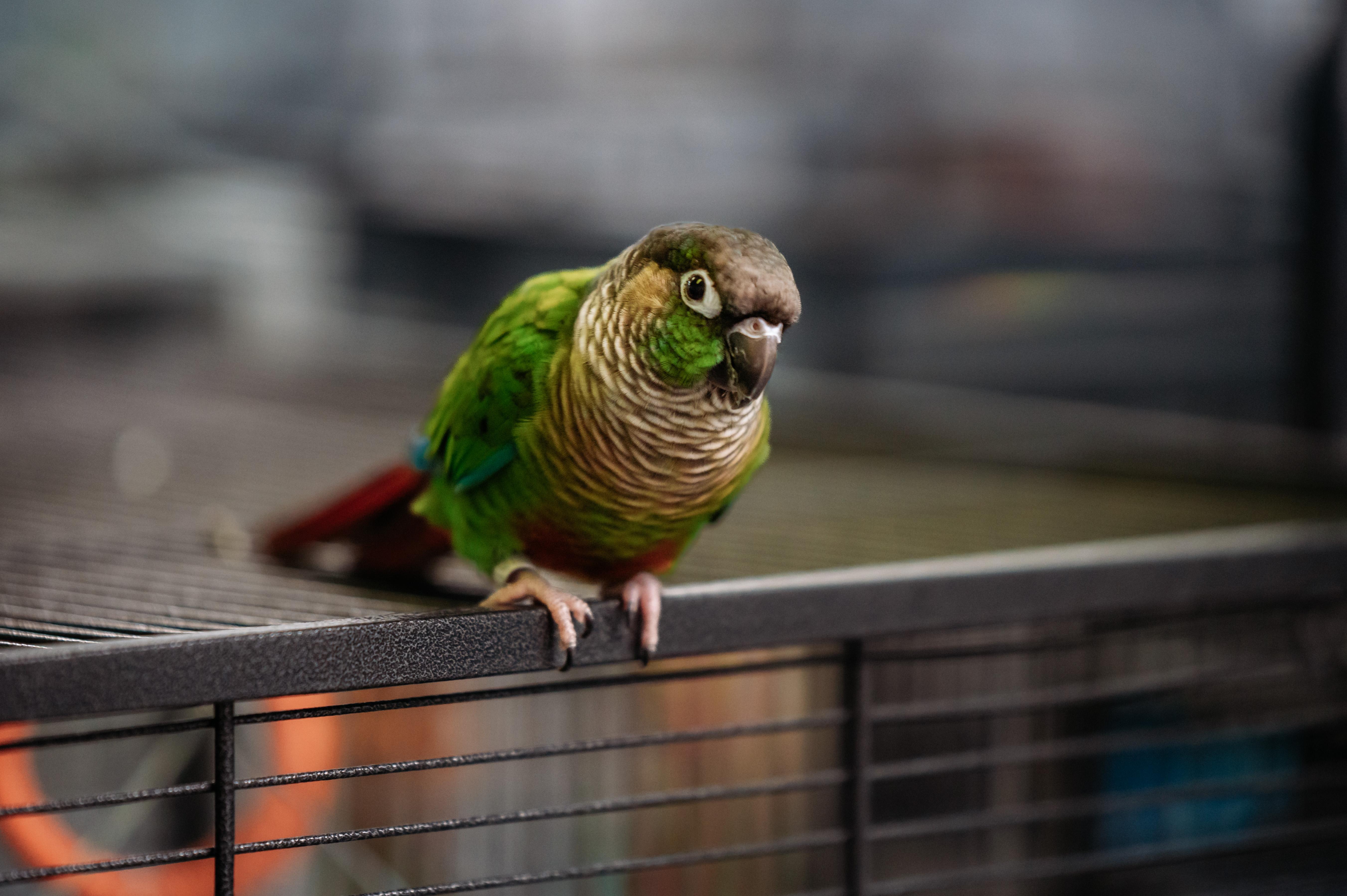 Enlarge Avery, a Adoptable Conure in Punta Gorda, FL image 5/6
