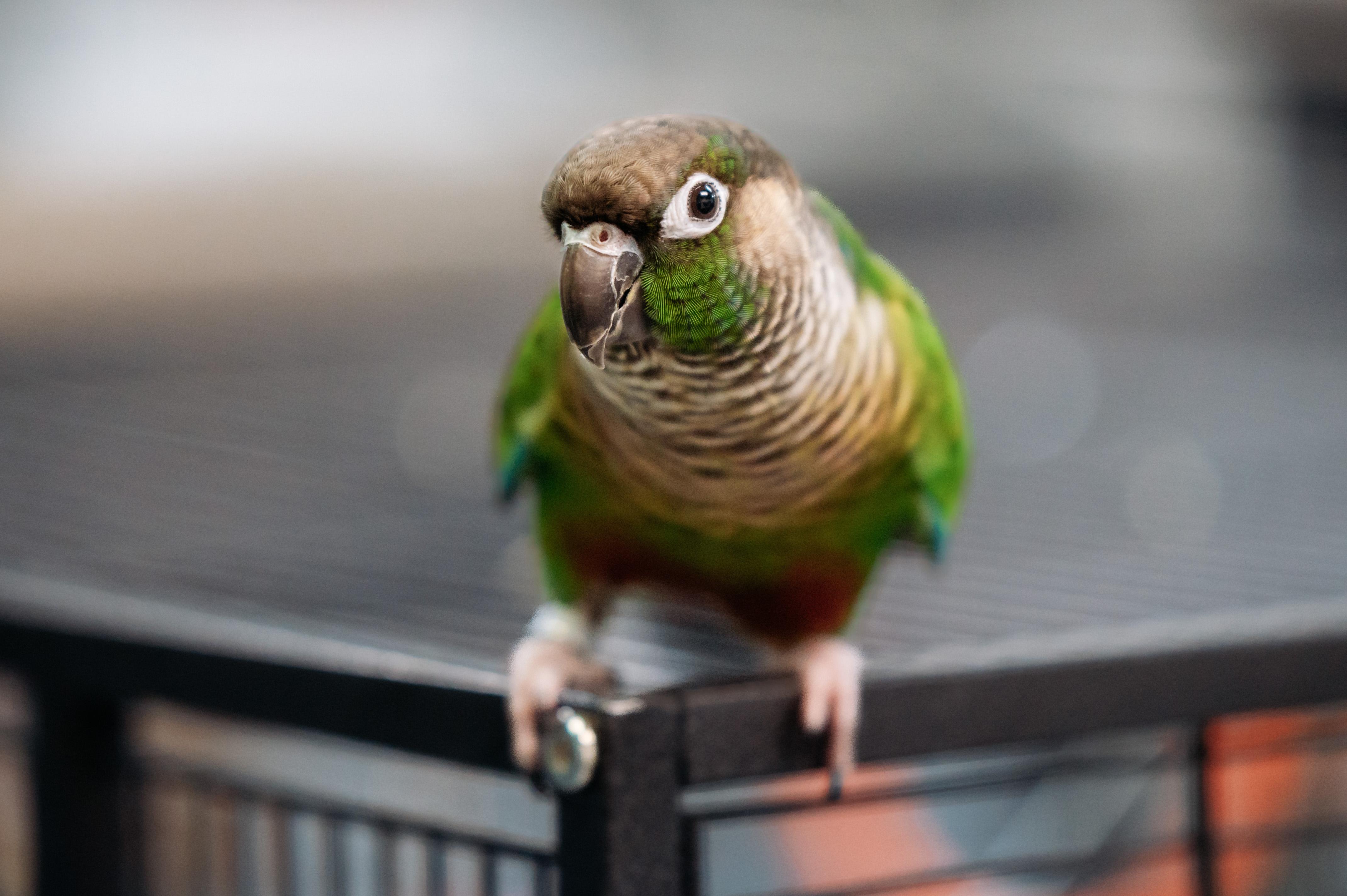 Enlarge Avery, a Adoptable Conure in Punta Gorda, FL image 3/6