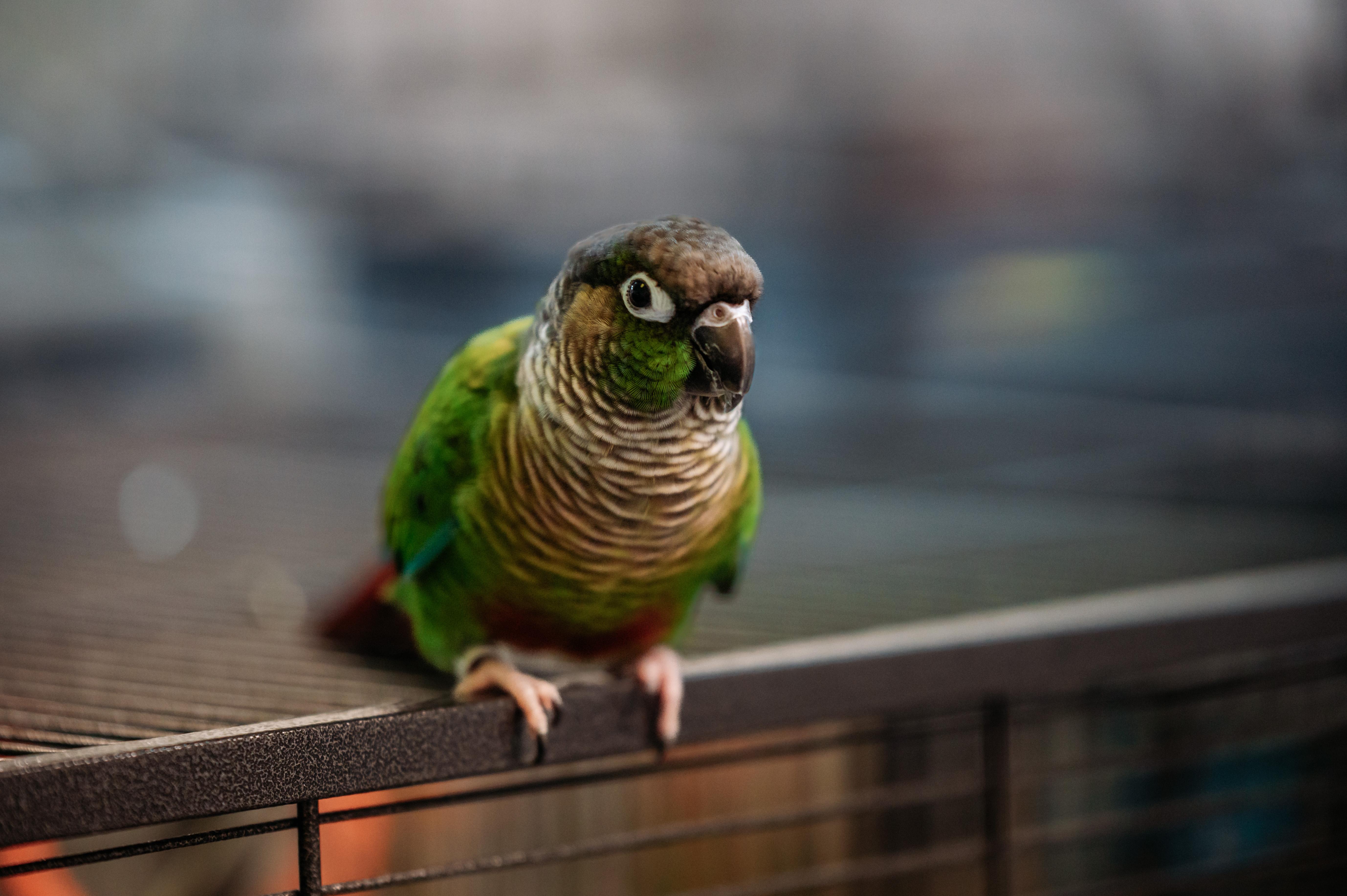 Enlarge Avery, a Adoptable Conure in Punta Gorda, FL image 4/6
