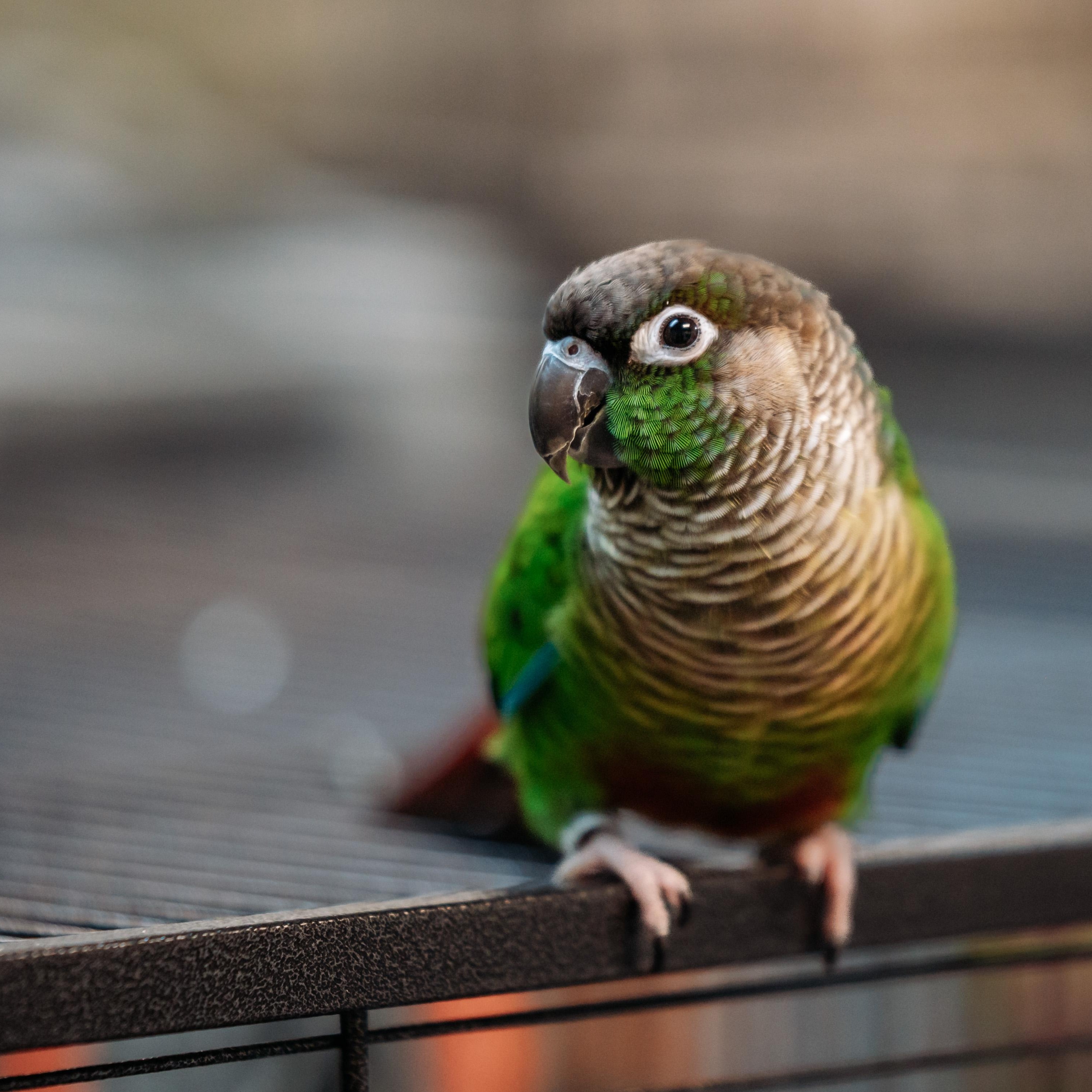 Enlarge Avery, a Adoptable Conure in Punta Gorda, FL image 1/6