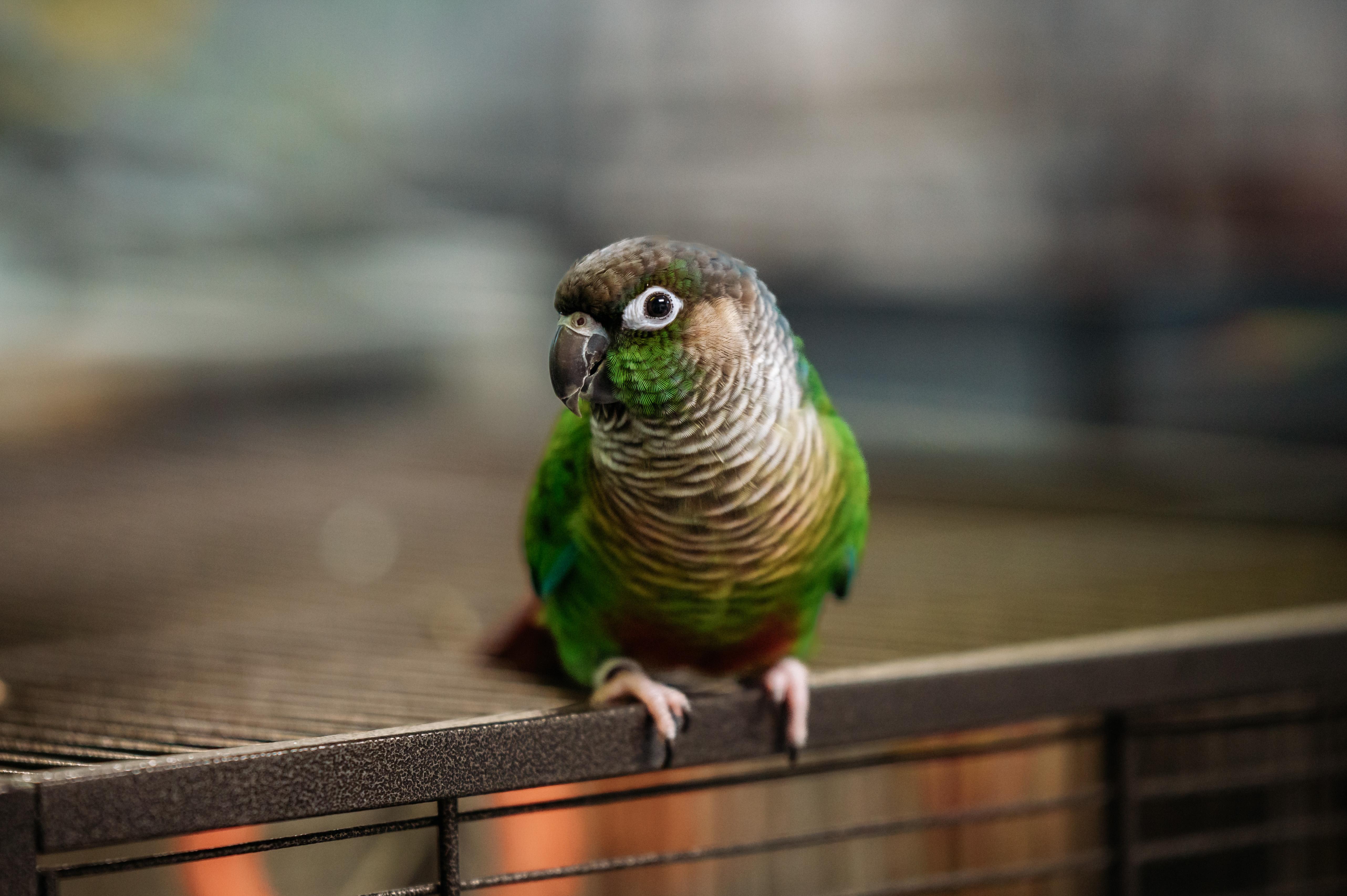 Enlarge Avery, a Adoptable Conure in Punta Gorda, FL image 6/6