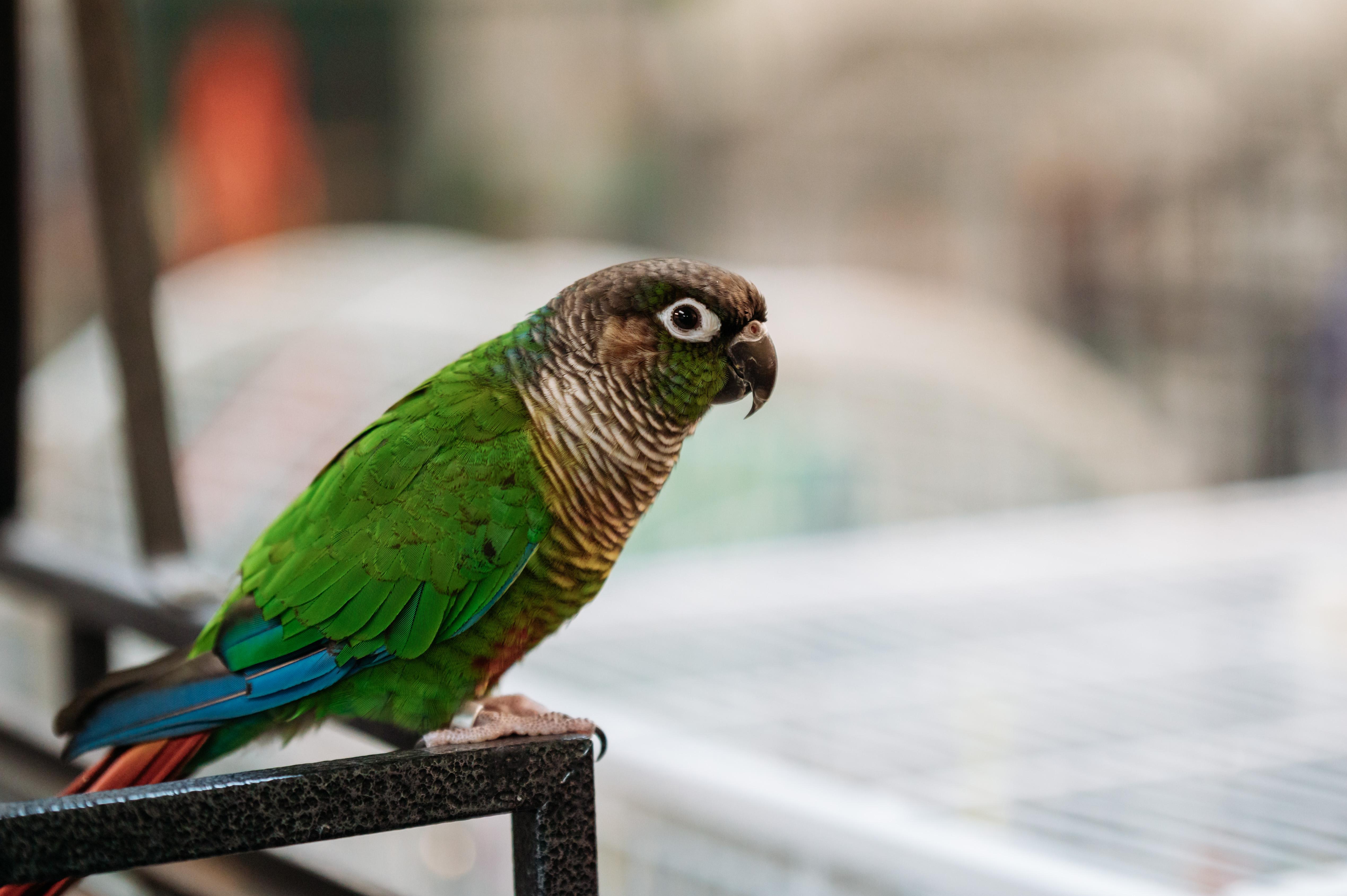 Enlarge Avery, a Adoptable Conure in Punta Gorda, FL image 2/6