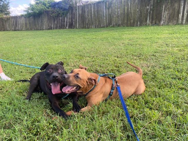 Albert, a Adoptable mixed breed in palm bay, FL image 1/3