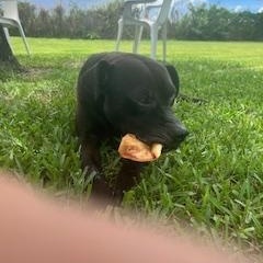 Albert, a Adoptable mixed breed in palm bay, FL image 2/3