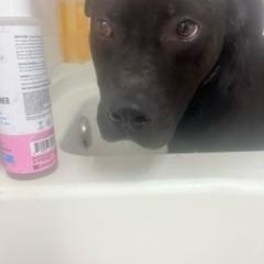 Albert, a Adoptable mixed breed in palm bay, FL image 3/3