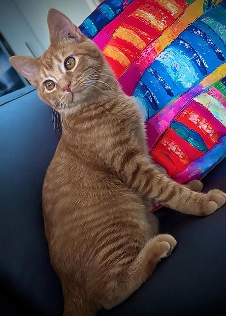 CIDER, Adoptable, Young Male Domestic Short Hair.