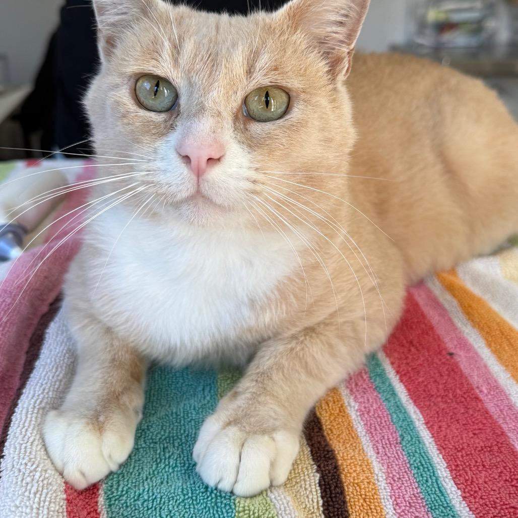 Enlarge Stoop Guy, a Adoptable Domestic Short Hair in Los Angeles, CA image 1/5