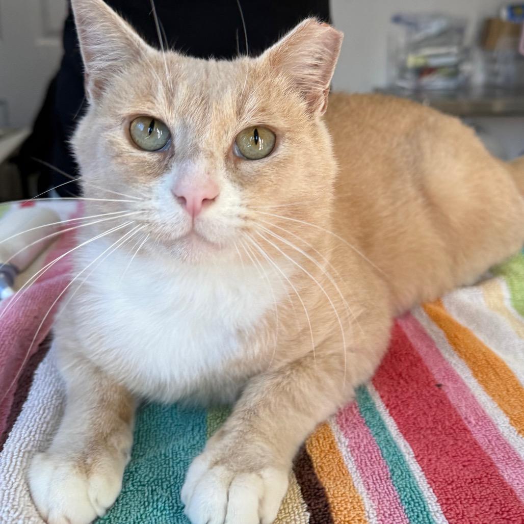 Enlarge Stoop Guy, a Adoptable Domestic Short Hair in Los Angeles, CA image 2/5