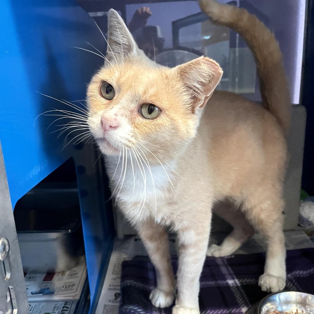 Enlarge Stoop Guy, a Adoptable Domestic Short Hair in Los Angeles, CA image 3/5