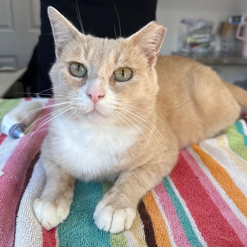 Enlarge Stoop Guy, a Adoptable Domestic Short Hair in Los Angeles, CA image 4/5