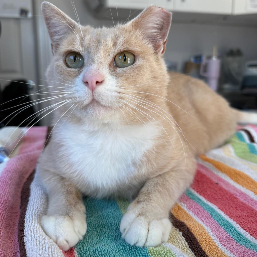 Enlarge Stoop Guy, a Adoptable Domestic Short Hair in Los Angeles, CA image 5/5