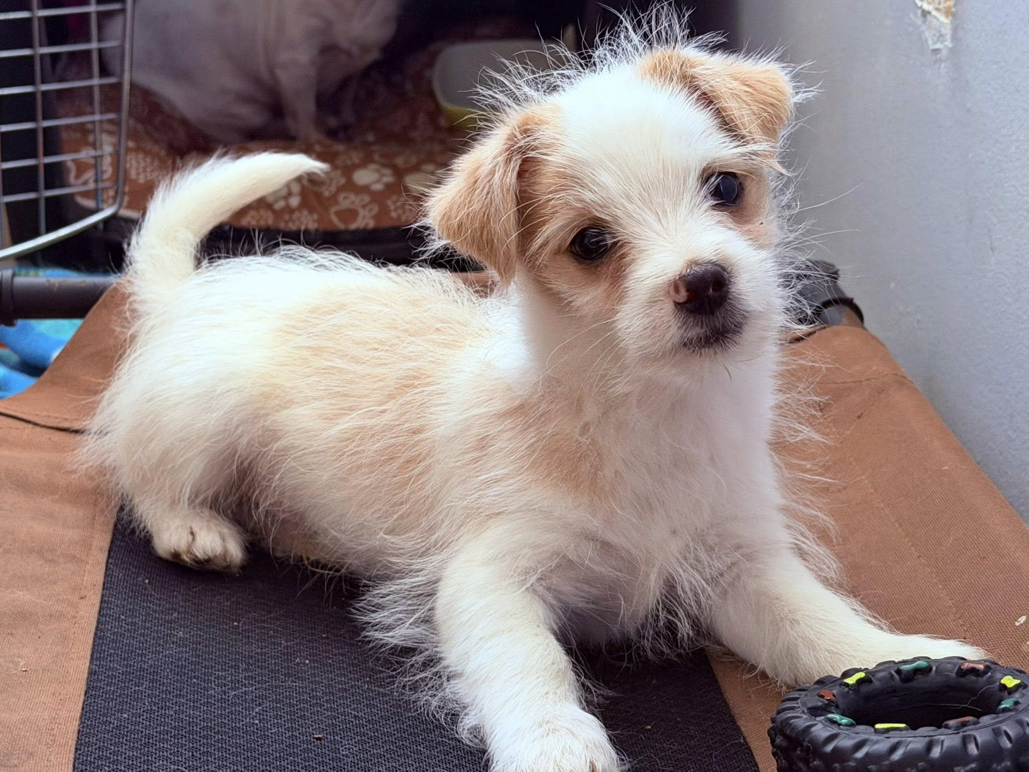 Alberto, ADOPTABLE, Puppy Male Mixed Breed.