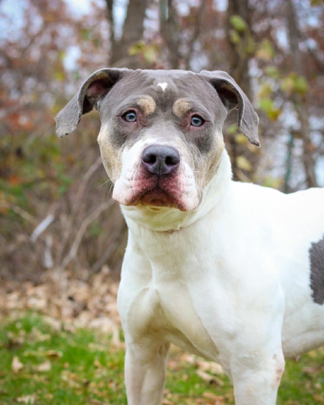 Dime, Adoptable, Adult Female Pit Bull Terrier.
