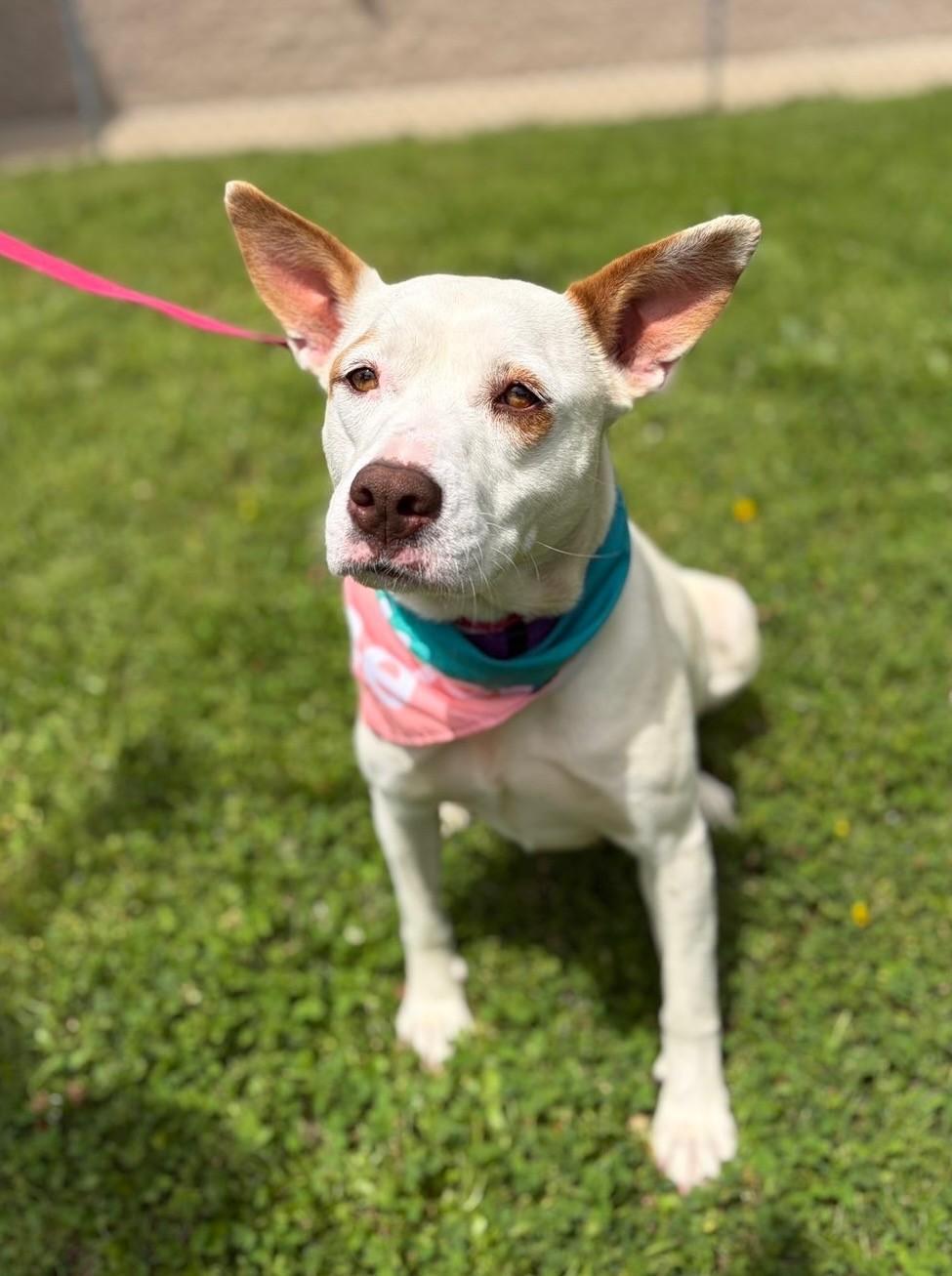 Feona, ADOPTABLE, Adult Female Pit Bull Terrier.