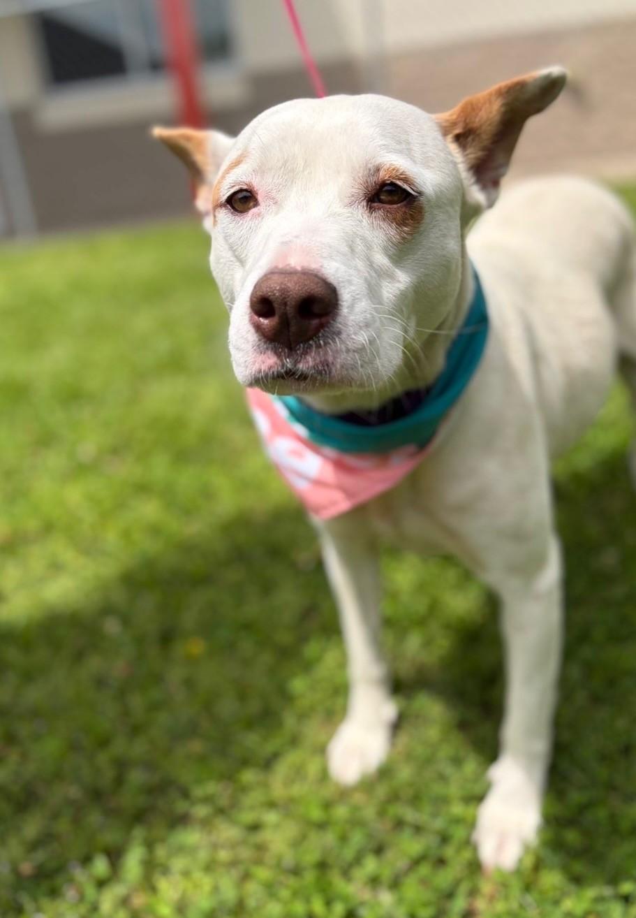 Enlarge Feona, a ADOPTABLE mixed breed in Fayetteville, AR image 6/6