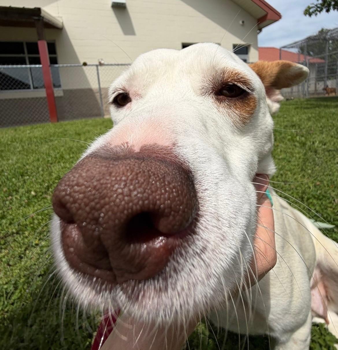 Enlarge Feona, a ADOPTABLE mixed breed in Fayetteville, AR image 4/6
