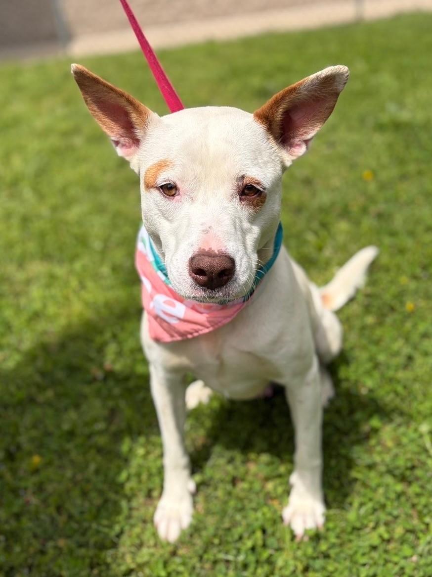 Enlarge Feona, a ADOPTABLE mixed breed in Fayetteville, AR image 5/6