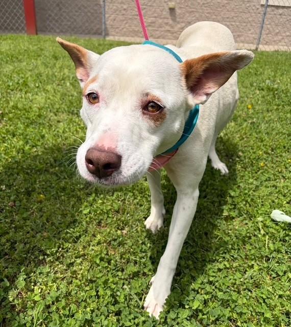 Enlarge Feona, a ADOPTABLE mixed breed in Fayetteville, AR image 3/6