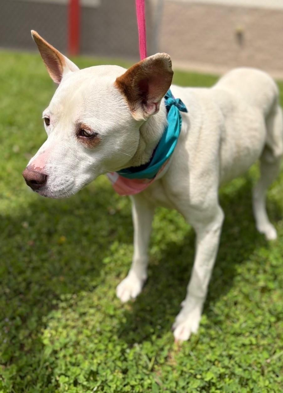 Enlarge Feona, a ADOPTABLE mixed breed in Fayetteville, AR image 2/6