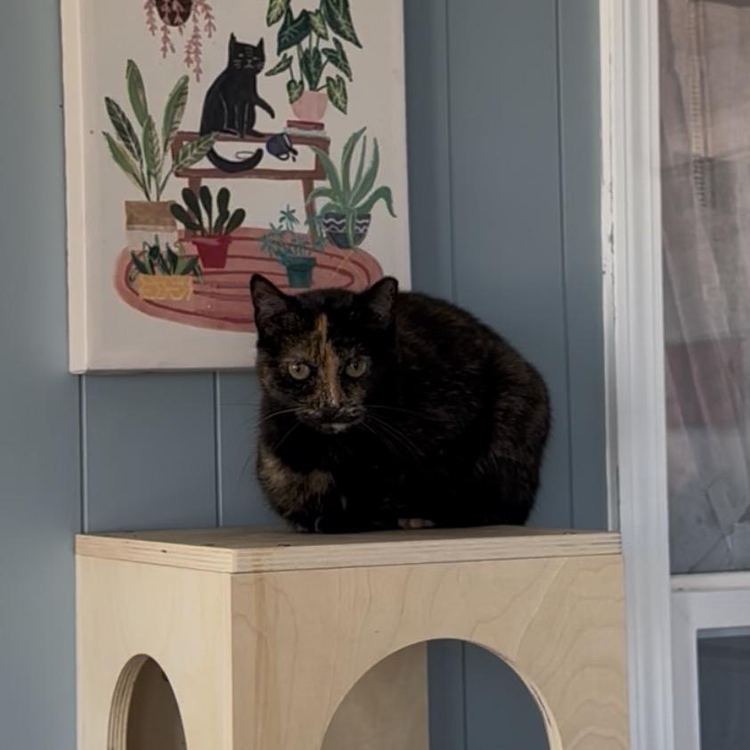 Enlarge Tortilla, a Adoptable Domestic Short Hair in Pleasant Hill, MO image 1/1