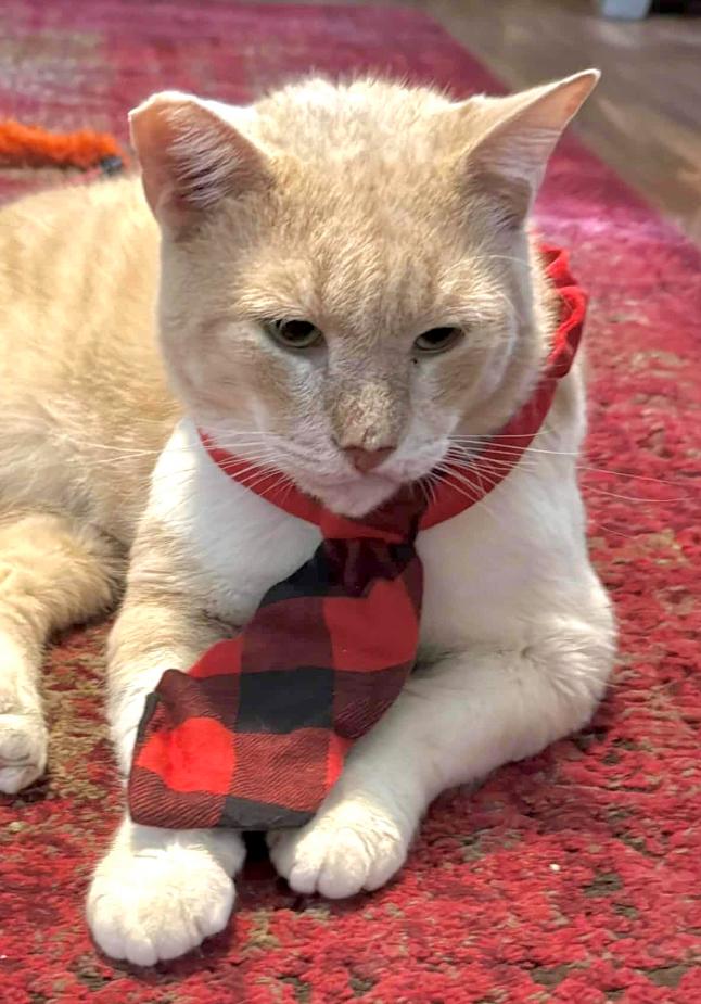 Enlarge Elvis (love me tender, love me true), a Adoptable Domestic Short Hair in Sugar Land, TX image 3/4