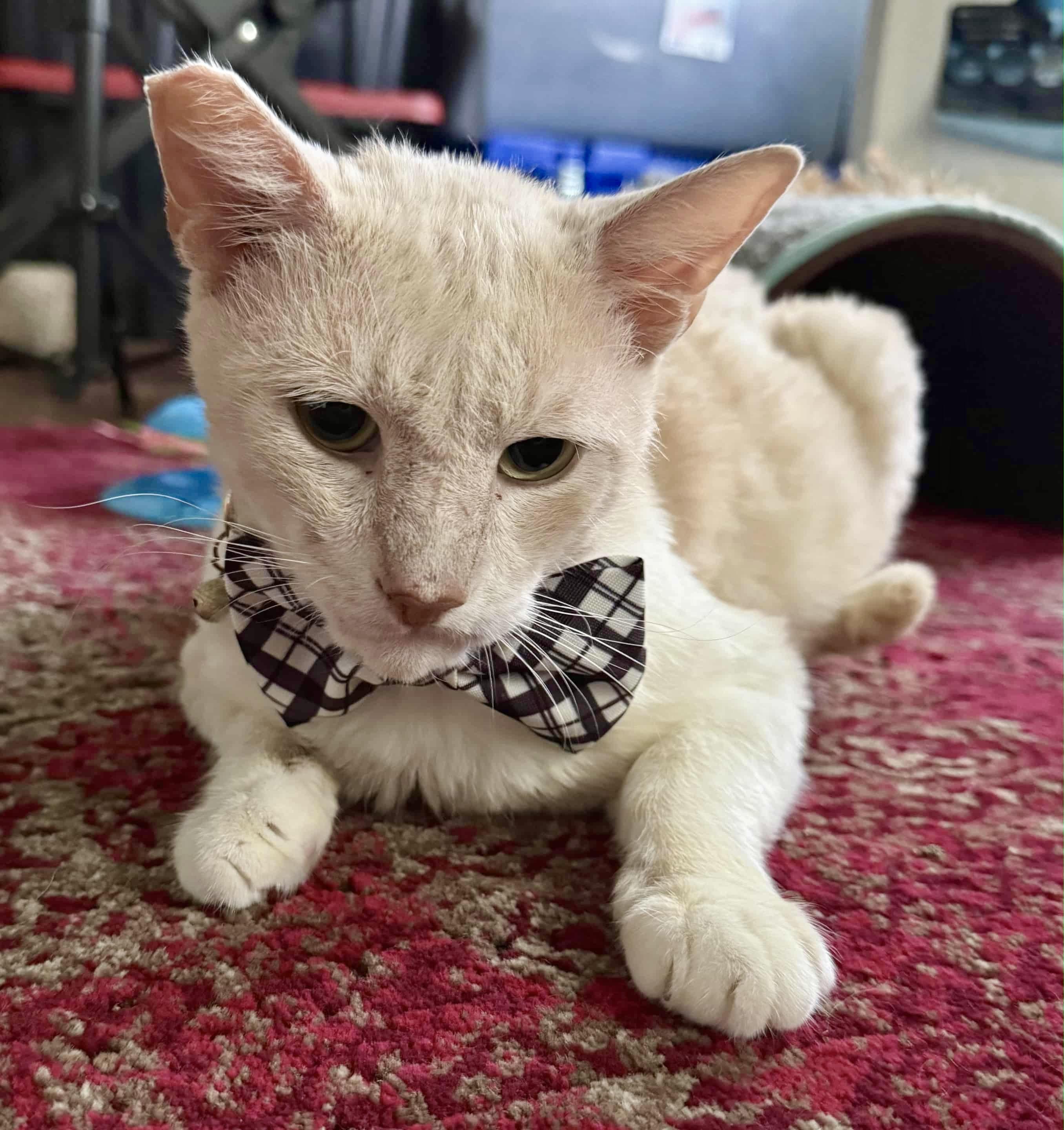 Elvis (love me tender, love me true), Adoptable, Young Male Domestic Short Hair.